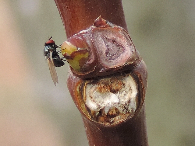 Mouche noire du Figuier sur un bourgeon axillaire de rameau de figuier