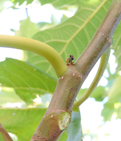 Mouche noire du Figuier sur un bourgeon � figue (jeune rameau de figuier)