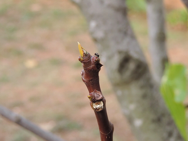 Mouche noire du Figuier sur un bourgeon axillaire de rameau de figuier