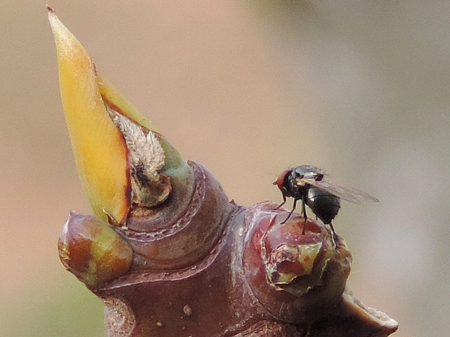 Mouche noire du Figuier sur un bourgeon axillaire en fin de rameau de figuier