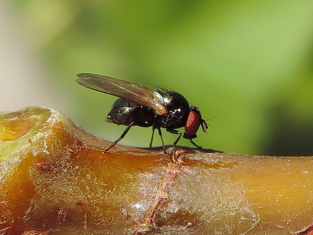 Mouche noire du Figuier s'appr�tant � sucer une cicatrice stipulaire sur le bois de l'ann�e