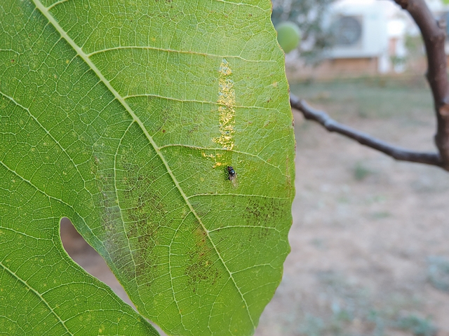 Mouche noire du Figuier : adulte su�ant le bas d'une coulure de nature ind�termin�e
