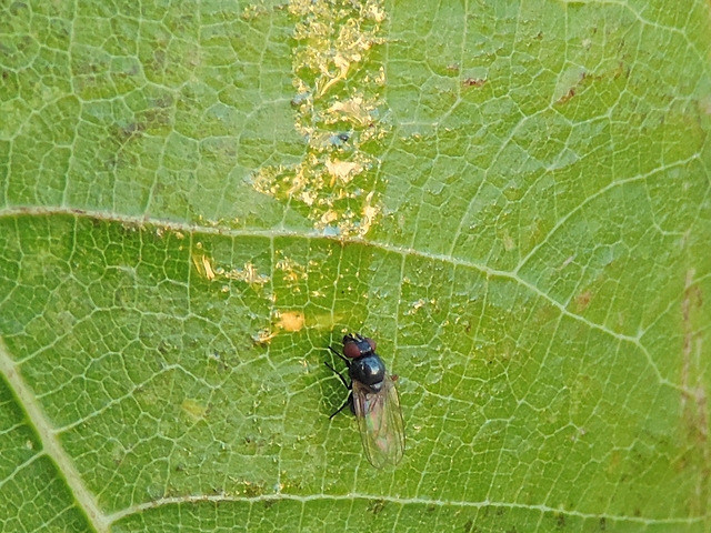 Mouche noire du Figuier : adulte su�ant le bas d'une coulure de nature ind�termin�e