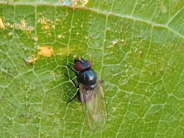 Mouche noire du Figuier su�ant le bas d'une coulure de nature ind�termin�e