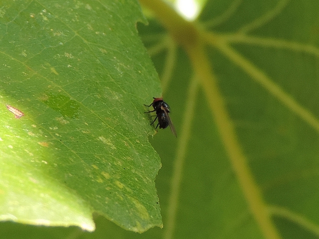 Mouche noire du Figuier sur la partie � l'ombre du dessus d'une feuille de figuier