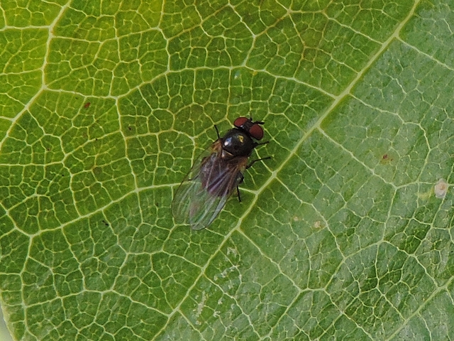 Mouche noire du Figuier sur le dessus d'une feuille de figuier � l'ombre
