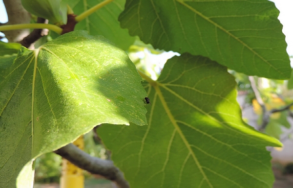 Mouche noire du Figuier sur la partie � l'ombre du dessus d'une feuille de figuier