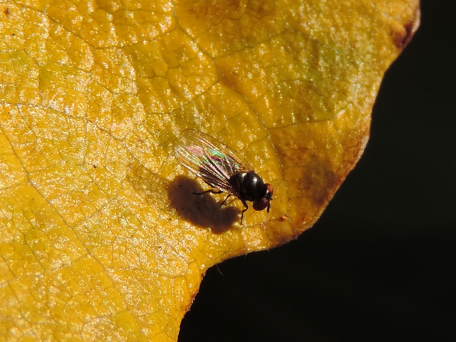 Mouche noire du Figuier sur le dessus d'une feuille de figuier virant au jaune en d�but d'automne