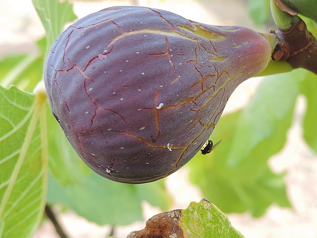 Silba adipata McAlpine : nutrition sur une figue m�re (vari�t� Col de Dame Noire).