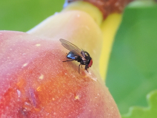 Mouche noire du Figuier su�ant dans une d�chirure de l'�piderme d'une figue �voluant vers la maturit�