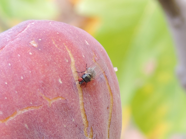 Mouche noire du Figuier su�ant dans une fissure de l'�piderme d'une figue �voluant vers la maturit�