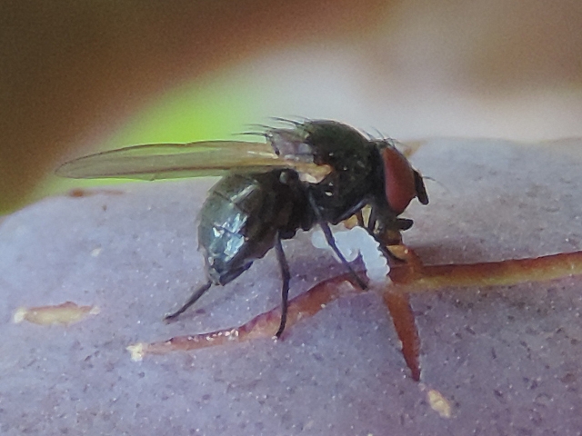 Mouche noire du Figuier su�ant dans une fissure de l'�piderme d'une figue m�re