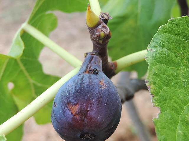 Mouche noire du Figuier su�ant dans une d�chirure de l'�piderme d'une figue m�re