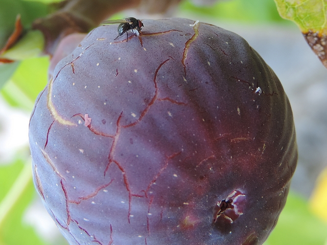 Mouche noire du Figuier su�ant dans une fissure de l'�piderme d'une figue m�re