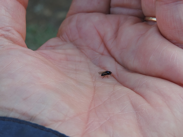 Mouche noire du Figuier dans la main de l'observateur
