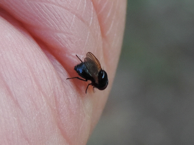 Mouche noire du Figuier sur la main de l'observateur