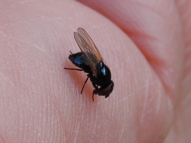 Mouche de la figue sur la main de l'observateur