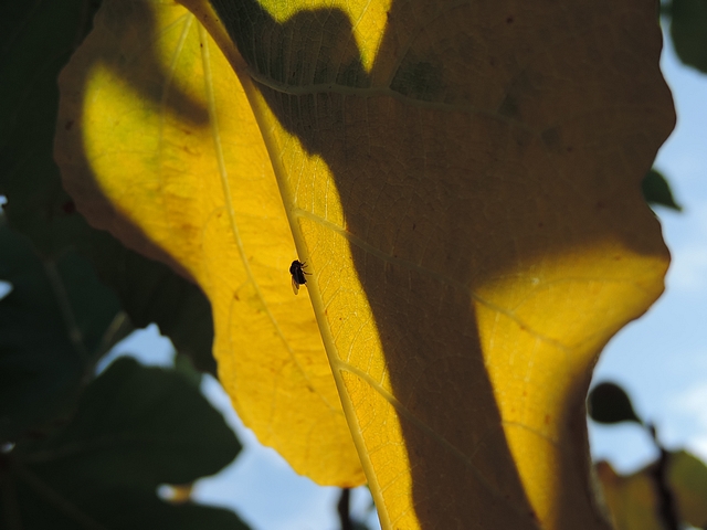Mouche noire du Figuier sur la nervure principale du dessous d'une feuille de figuier (automne)