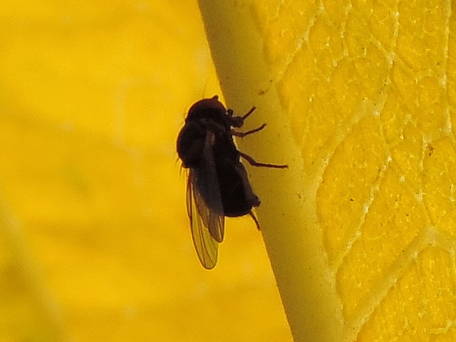 Mouche noire du Figuier su�ant la nervure principale du dessous d'une feuille de figuier (automne)