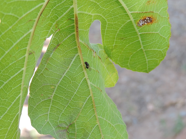 Mouche noire du Figuier sur la nervure principale du dessous d'une feuille de figuie
