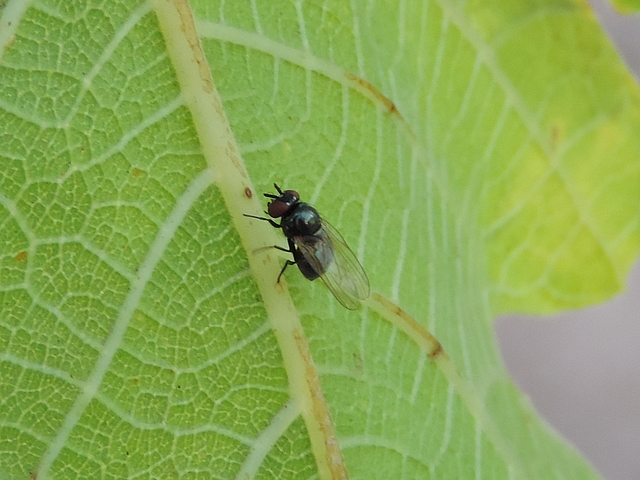 Mouche noire du Figuier sur la nervure principale du dessous d'une feuille de figuie