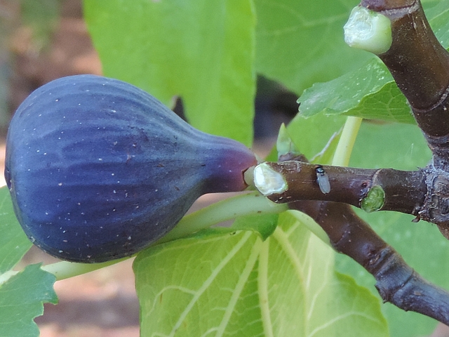Mouche noire du Figuier sur un rameau de l'ann�e (vari�t� unif�re 'Col de Dame Noir')
