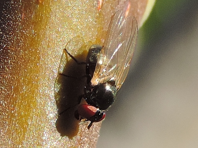 Mouche noire du Figuier su�ant un jeune rameau de figuier