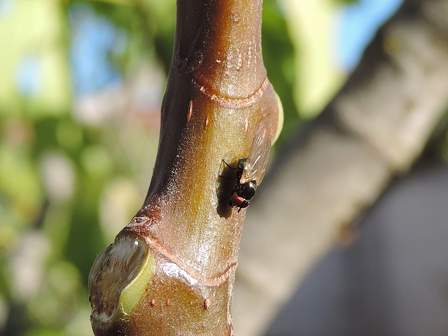 Mouche noire du Figuier su�ant un jeune rameau de figuier