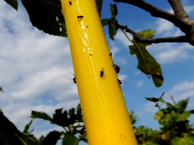 Mouche noire du Figuier englu�e sur un stick jaune attractif