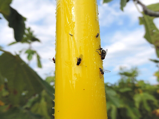 Mouche noire du Figuier englu�e sur un stick jaune attractif