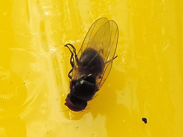Mouche noire du Figuier englu�e sur un stick jaune attractif