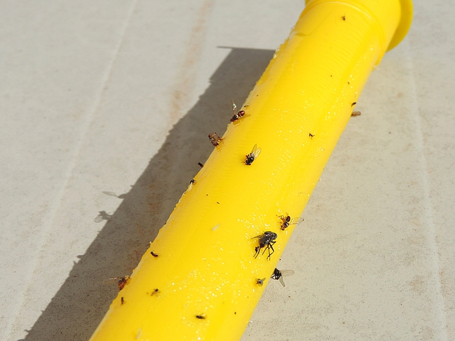 Deux mouches noires du Figuier englu�es sur un stick jaune attractif.