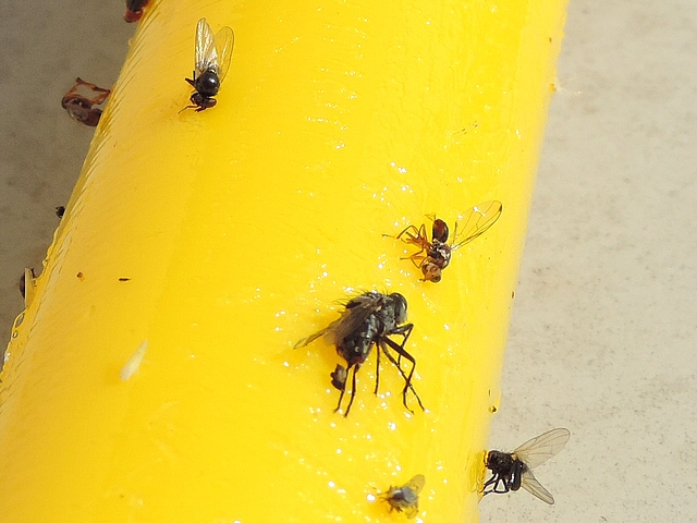 Deux mouches noires du Figuier englu�es sur un stick jaune attractif.