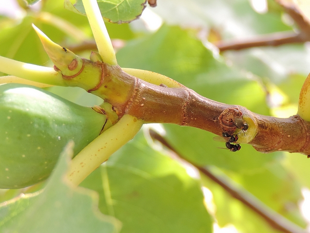 La mouche noire du Figuier a quitt� la figue verte, � gauche, pour rejoindre les deux autres (suintement de latex)