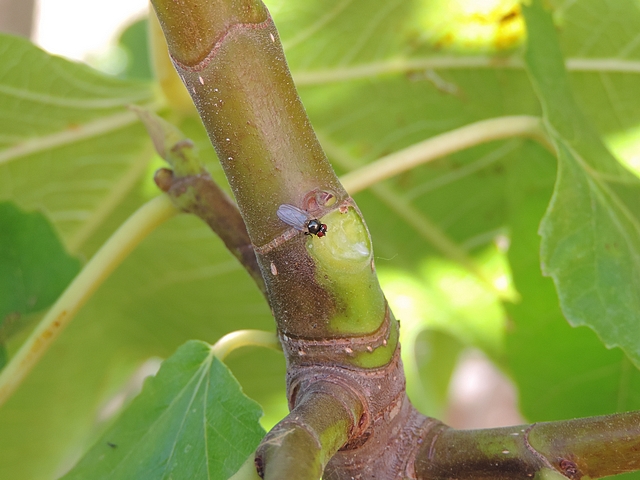 Mouche noire du Figuier se nourrissant de latex sur le point d'attache d'une feuille de figuier arrach�e