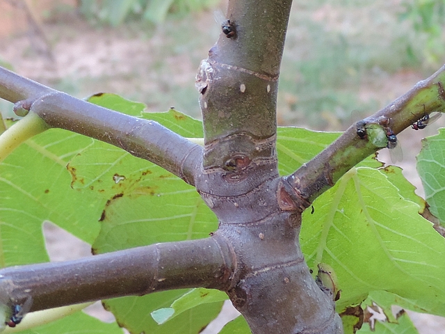 Cinq mouches noires du Figuier sur rameaux de l'ann�e de la m�me branche