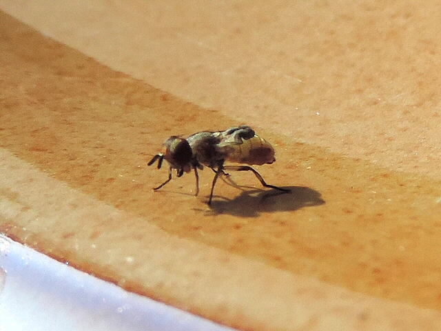 Mouche noire du Figuier : adulte venant de s'extraire de la pupe