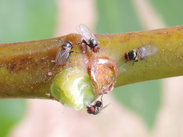 Quatre mouches de la figue regroup�es autour d'un point de suintement de latex sur un jeune rameau de figuier