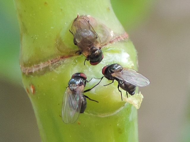 Mouche de la figue repoussant de sa deuxi�me patte droite une autre mouche de la figue