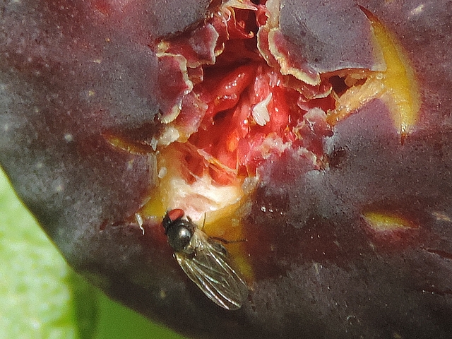 Mouche noire du Figuier au bord de l'ostiole distendu d'une figue en surmaturit�