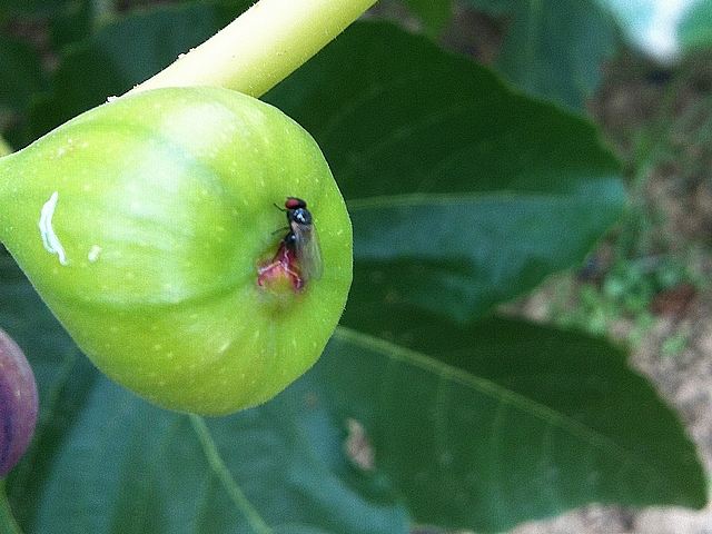 Mouche noire du Figuier : ponte (oviposition) dans l'ostiole d'une figue immature