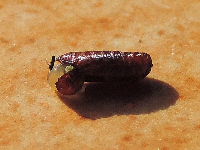 Mouche noire du Figuier : ouverture de la pupe avec le ptilinum