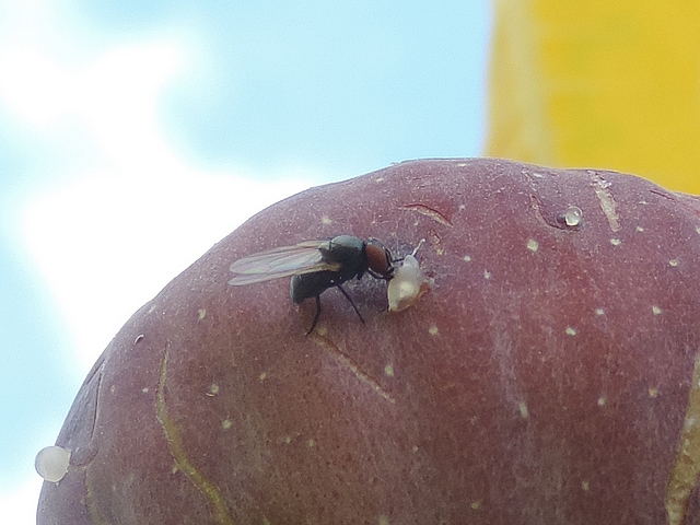 Mouche noire du Figuier se nourrissant du latex ayant coul� du trou de ponte d'une c�ratite