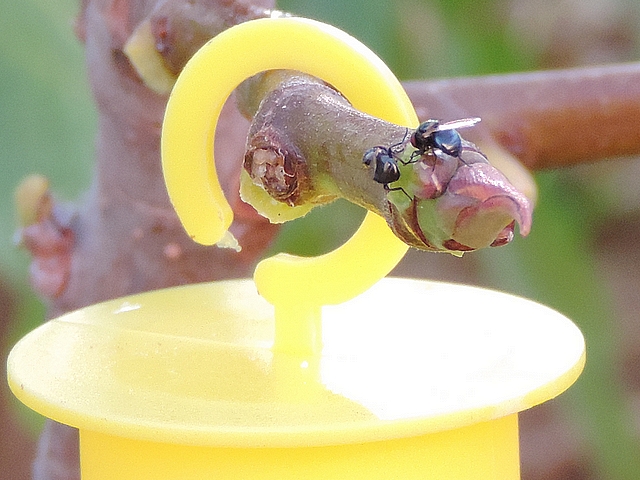 Deux mouches noires du Figuier consommant du latex