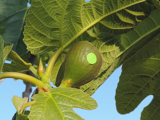 Test de pose d'�tiquettes autocollantes sur la surface plane des figues