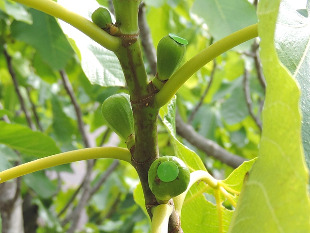 D�collement de deux pastilles autocollantes pos�es sur l'ostiole de figues immatures