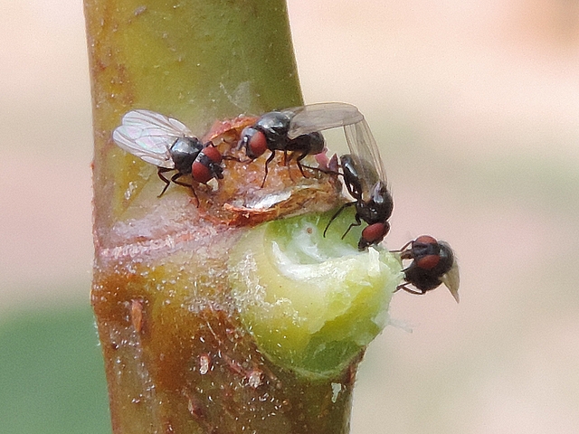 Quatre mouches de la figue se nourrissant de latex sur le point d'attache d'une feuille de figuier arrach�e