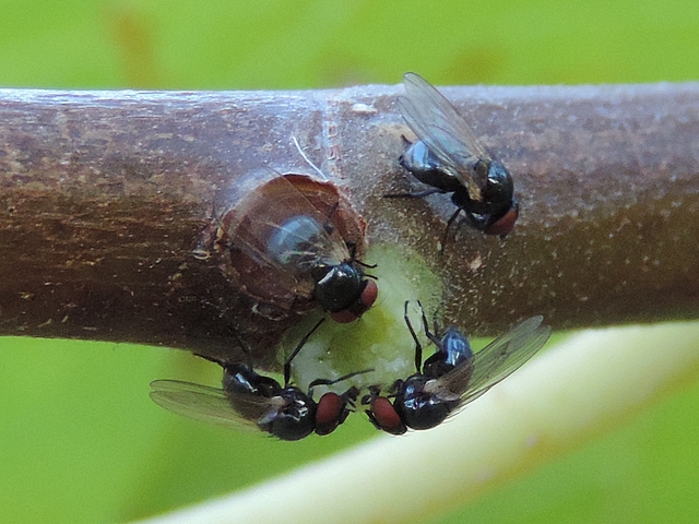 Quatre mouches de la figue se nourrissant de latex sur le point d'attache d'une feuille de figuier arrach�e