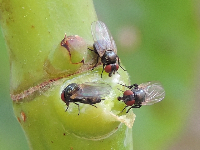Trois mouches de la figue se nourrissant de latex sur le point d'attache d'une feuille de figuier arrach�e