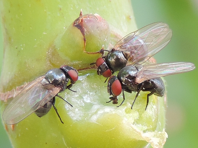 Trois mouches noires du Figuier se nourrissant de latex sur le point d'attache d'une feuille de figuier arrach�e